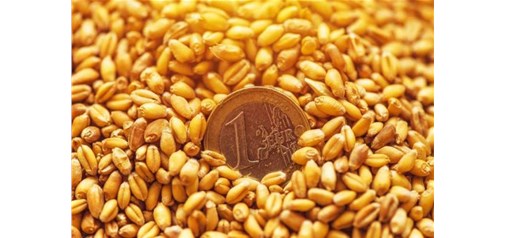 小麦正在坚挺上涨，另一进口威胁又来了？没那么严重